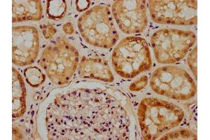 IHC image of ABIN7150293 diluted at 1:300 and staining in paraffin-embedded human kidney tissue performed on a Leica BondTM system. (REV1 antibody  (AA 1035-1160))
