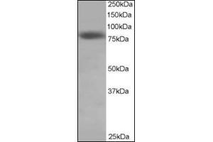 Antibody staining (0. (NDC80 antibody  (C-Term))