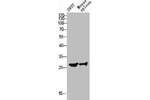 Western blot analysis of 293T mouse-spleen lysis using Ribosomal Protein S4Y1 antibody. (RPS4Y1 antibody  (C-Term))