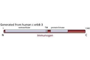 Image no. 1 for anti-Receptor Tyrosine-Protein Kinase ErbB-3 (ERBB3) antibody (ABIN967437) (ERBB3 antibody)