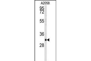 Western blot analysis of anti-BP2 Antibody (C-term) (ABIN392213 and ABIN2841909) in  cell line lysates (35 μg/lane). (WBP2 antibody  (C-Term))