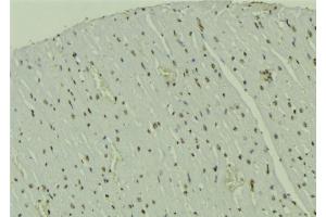 ABIN6273545 at 1/100 staining Mouse muscle tissue by IHC-P. (CRTC1 antibody  (Internal Region))