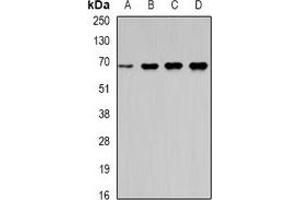 Western blot analysis of Moesin expression in Hela (A), HT29 (B), mouse lung (C), mouse kindey (D) whole cell lysates. (Moesin antibody)