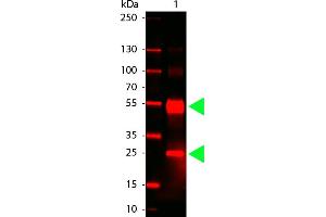 Human IgG (H&L) Antibody 680 Conjugated - Western Blot. (Rabbit anti-Human IgG Antibody (DyLight 680) - Preadsorbed)