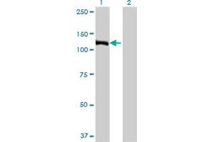 E4F1 antibody  (AA 685-784)