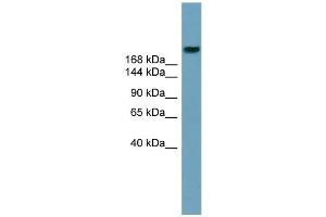 WB Suggested Anti-ABCA12 Antibody Titration:  0. (ABCA12 antibody  (Middle Region))
