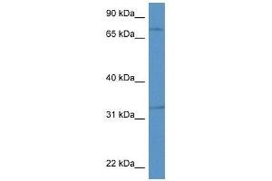 Western Blot showing Scg2 antibody used at a concentration of 1.