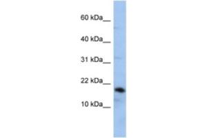 Western Blotting (WB) image for anti-Lipocalin 1 (LCN1) antibody (ABIN2463938)
