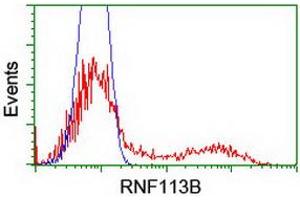 HEK293T cells transfected with either RC205407 overexpress plasmid (Red) or empty vector control plasmid (Blue) were immunostained by anti-RNF113B antibody (ABIN2455436), and then analyzed by flow cytometry. (RNF113B antibody)