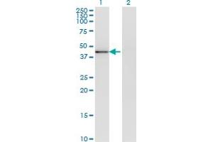 Western Blot analysis of MAPK13 expression in transfected 293T cell line by MAPK13 monoclonal antibody (M09), clone 2B6. (MAPK13 antibody  (AA 251-365))