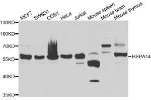 Western blot analysis of extracts of various cell lines, using HSPA14 antibody. (HSPA14 antibody)