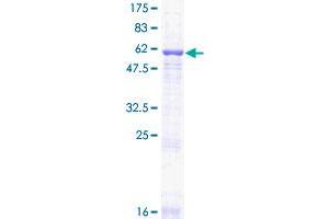 GNB2 Protein (AA 1-340) (GST tag)