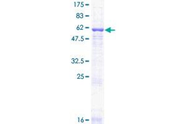 GNB2 Protein (AA 1-340) (GST tag)