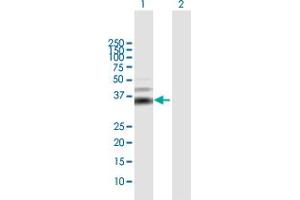 Western Blot analysis of MOS expression in transfected 293T cell line by MOS MaxPab polyclonal antibody. (MOS antibody  (AA 1-346))