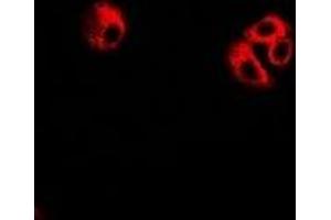 Immunofluorescent analysis of eIF3C staining in U2OS cells. (EIF3C antibody)