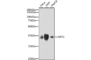 Western blot analysis of extracts of various cell lines, using SIRT2 antibody (ABIN1680889, ABIN3018355, ABIN3018356 and ABIN7101597) at 1:1000 dilution. (SIRT2 antibody)