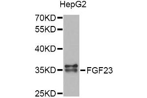 Western blot analysis of extracts of HepG2 cells, using FGF23 Antibody (ABIN5975000) at 1/1000 dilution. (FGF23 antibody)
