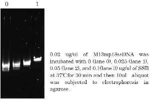 Polymerase Chain Reaction (PCR) image for Taq SSB (Active) protein (ABIN2452212)