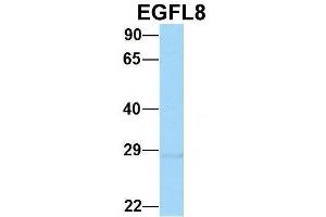 Host:  Rabbit  Target Name:  EGFL8  Sample Type:  Hela  Antibody Dilution:  1. (EGFL8 antibody  (C-Term))