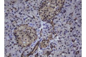 Image no. 1 for anti-Zinc Finger and SCAN Domain Containing 4 (ZSCAN4) (AA 164-433) antibody (ABIN1490994) (ZSCAN4 antibody  (AA 164-433))