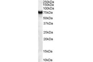 Western Blotting (WB) image for anti-Frizzled Family Receptor 8 (FZD8) (AA 684-694) antibody (ABIN297075) (FZD8 antibody  (AA 684-694))