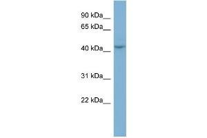 WB Suggested Anti-PGCP Antibody Titration:  0. (CPQ antibody  (N-Term))