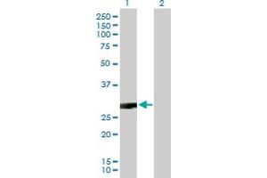 Western Blot analysis of CACNG3 expression in transfected 293T cell line by CACNG3 MaxPab polyclonal antibody. (CACNG3 antibody  (AA 1-315))