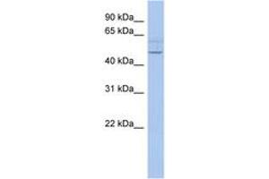 Image no. 1 for anti-PWWP Domain Containing 2B (PWWP2B) (AA 35-84) antibody (ABIN6743509) (PWWP2B antibody  (AA 35-84))