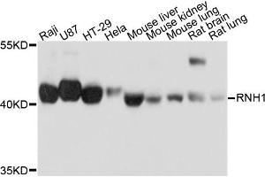 Western blot analysis of extracts of various cell lines, using RNH1 antibody (ABIN5972239) at 1/1000 dilution. (RNH1 antibody)