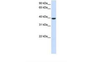 Image no. 1 for anti-1-Acylglycerol-3-Phosphate O-Acyltransferase 5 (Lysophosphatidic Acid Acyltransferase, Epsilon) (AGPAT5) (AA 36-85) antibody (ABIN6738358) (AGPAT5 antibody  (AA 36-85))