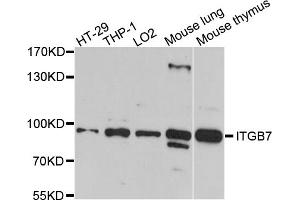 Western blot analysis of extracts of various cell lines, using ITGB7 antibody (ABIN5973480) at 1/1000 dilution. (Integrin beta 7 antibody)