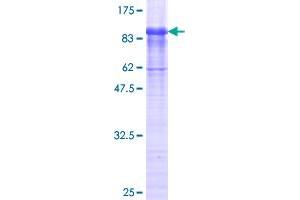 FBLN4 Protein (AA 26-443) (GST tag)