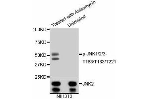 Western blot analysis of extracts of various cells, using Phospho-JNK1/2/3-T183/T183/T221 antibody (abx125450). (SMAD2 antibody  (pThr183, pThr221))