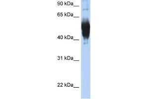 WB Suggested Anti-LCAT Antibody Titration:  0. (LCAT antibody  (C-Term))