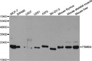 Western Blotting (WB) image for anti-Proteasome (Prosome, Macropain) Subunit, beta Type, 4 (PSMB4) antibody (ABIN1876898) (PSMB4 antibody)