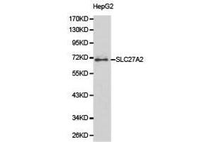 Western Blotting (WB) image for anti-Solute Carrier Family 27 (Fatty Acid Transporter), Member 2 (SLC27A2) antibody (ABIN1874822) (SLC27A2 antibody)