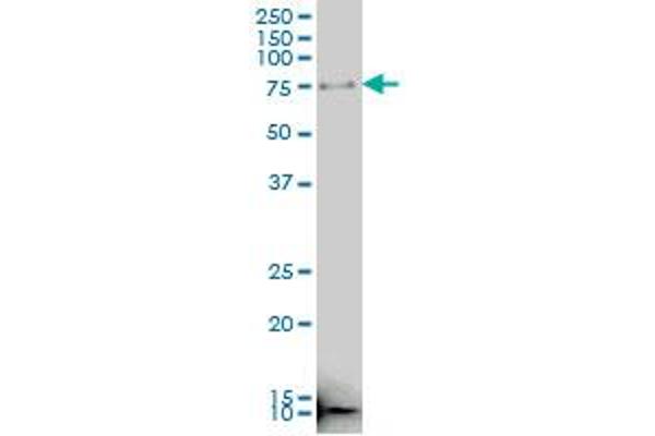 MARCH10 antibody  (AA 76-184)