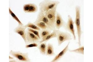 ICC testing of A549 cells (BUB3 antibody  (Middle Region))
