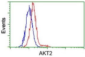 Image no. 4 for anti-V-Akt Murine Thymoma Viral Oncogene Homolog 2 (AKT2) antibody (ABIN1496564) (AKT2 antibody)