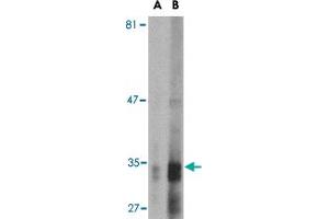 Western blot analysis of ENDOG expression in HepG2 cell lysate with ENDOG monoclonal antibody, clone 7G1C10  at (A) 2. (Endonuclease G antibody  (AA 76-170))