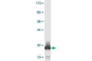 Western Blot detection against Immunogen (31. (ATP5E antibody  (AA 1-51))