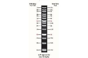 Agarose Gel Electrophoresis (AGE) image for ExcelBand™ XL 25 kb DNA Ladder, Broad Range (up to 25 kb) (ABIN5662613)