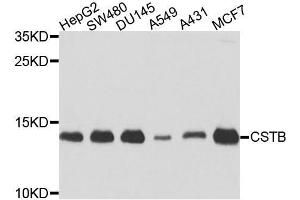 Western blot analysis of extracts of various cell lines, using CSTB antibody (ABIN5972004) at 1/1000 dilution. (CSTB antibody)