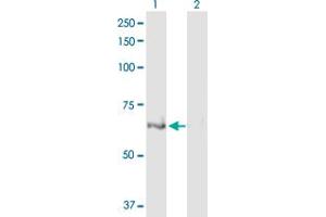 Western Blot analysis of ULK4 expression in transfected 293T cell line by ULK4 MaxPab polyclonal antibody. (ULK4 antibody  (AA 1-580))