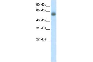 Western Blotting (WB) image for anti-Grainyhead-Like 3 (GRHL3) antibody (ABIN2460671) (GRHL3 antibody)