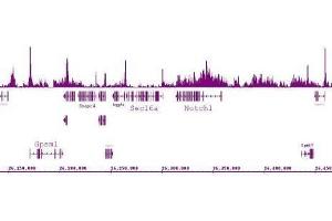 Histone H4K5ac antibody (pAb) tested by ChIP-Seq. (Histone H4 antibody  (acLys5))