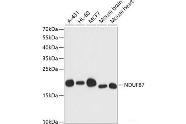 NDUFB7 anticorps