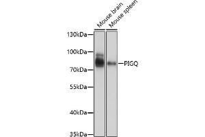 Western blot analysis of extracts of various cell lines, using PIGQ antibody (ABIN7269290) at 1:1000 dilution. (PIGQ antibody  (AA 1-200))