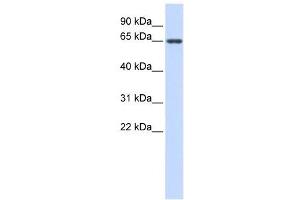 AMH antibody used at 1 ug/ml to detect target protein. (AMH antibody  (Middle Region))