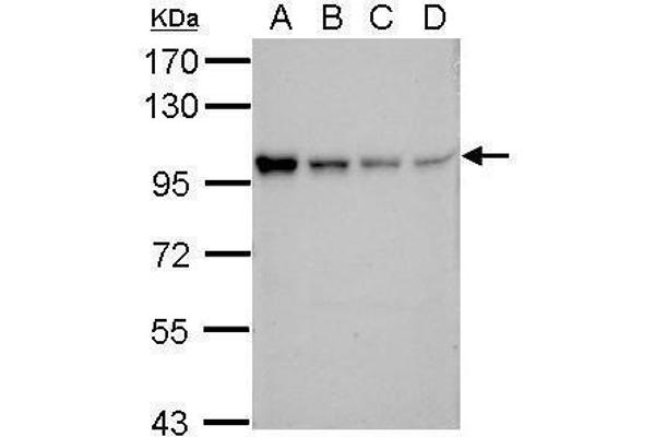 POU2F1 antibody